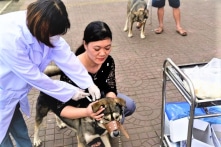 Hà Nội ghi nhận một thợ xây tử vong vì bệnh dại sau khi giết mổ chó