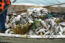 Hà Nội: Gần 1 tấn cá chết tại hồ Tây, bốc mùi hôi thối