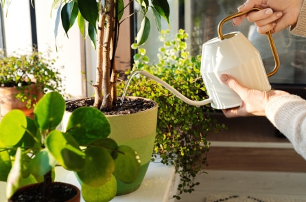 6 bước đơn giản giúp mùa đông bừng sáng với các chậu cây trong nhà