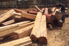 Gia Lai: Ban quản lý rừng phòng hộ Đức Cơ để mất hơn 9.100 ha rừng