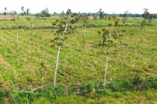 Đắk Lắk: Dự án bảo vệ rừng để mất hơn 326 ha rừng