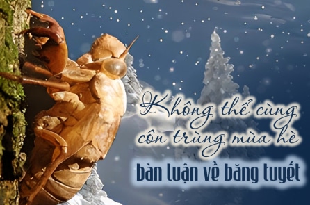 Không thể cùng côn trùng mùa hè bàn luận về băng tuyết