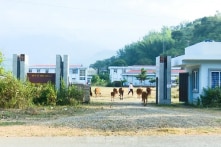 Sơn La: Bệnh viện đa khoa 200 tỷ đồng thành nơi trồng rau, chăn thả bò