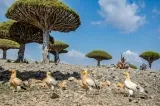 dao socotra