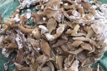 1,4 tấn bì lợn hôi thối bị thu giữ trên đường vận chuyển vào Thanh Hóa