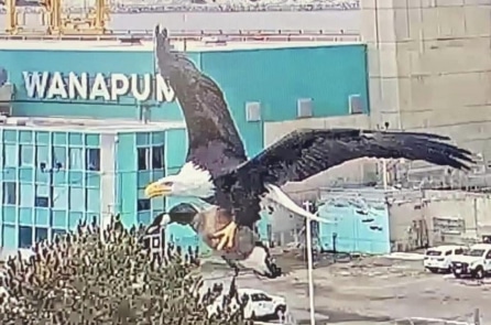 Chim đại bàng mang ngỗng bay vụt qua trước camera