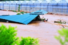 Lâm Đồng cân nhắc chi hơn 178 tỷ đồng để ‘xóa’ nhà kính