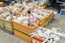 Long An: Phát hiện 1,4 tấn thịt chó, nghi do trộm cắp