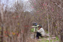 Bắc Bộ có thể rét đậm, rét hại trong dịp Tết Nguyên đán