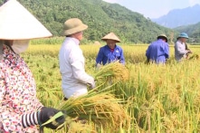 VCCI đề xuất không nên hạn chế nhập khẩu gạo giá thấp làm nguyên liệu