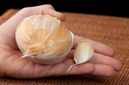 Úc: Cặp vợ chồng nông dân phát hiện tỏi “voi” nặng hơn 5 kg