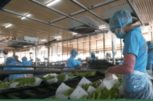 Khai thuế sai, Tập đoàn Hoàng Anh Gia Lai bị truy thu hơn 1,5 tỷ đồng