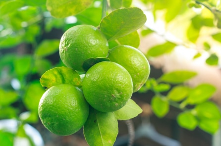 6 công dụng bất ngờ của chanh đối với cơ thể