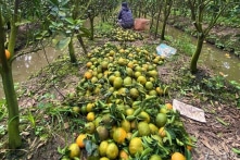 Giá cam rớt “thê thảm” 1.000 đồng/kg, người nông dân thua lỗ