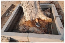 Gia Lai: Cải tạo, chỉnh trang vỉa hè, cây xanh chục năm tuổi bị đào gốc, chặt luôn rễ