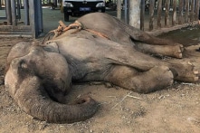 Voi đực 34 tuổi chết sau gần một tháng được giải cứu