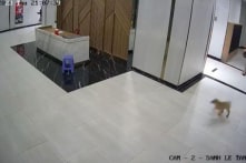 Người cha bị đánh khi bảo vệ con khỏi chó không rọ mõm: Khởi tố hay phạt hành chính?