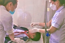 11 học sinh Hà Tĩnh bị ngộ độc do ăn hạt quả cây ngô đồng