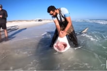 Cá mập trắng khổng lồ bị bắt rồi được thả ra ngay ở bãi biển Florida