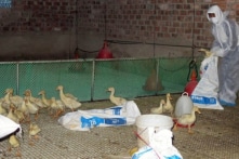 Bộ Y tế Việt Nam cảnh báo cúm gia cầm lan sang người