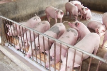 Giá thức ăn chăn nuôi tăng phi mã, người dân bỏ đàn vì thua lỗ