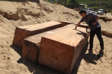 Kon Tum: Gỗ lậu gần ủy ban xã, chính quyền thường xuyên tuần tra… vẫn không thấy