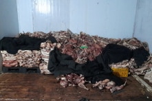 Đồng Tháp: Phát hiện thêm hơn 1 tấn mèo đông lạnh tại cơ sở từng trữ 4 tấn mèo