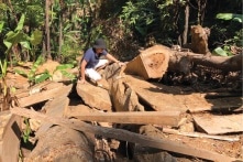 Năm 2022: Thừa Thiên – Huế để ‘mất’ hơn 72ha rừng tự nhiên