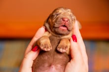 Lứa chó săn vừa ra đời đã được sắp xếp các nhiệm vụ quan trọng ở sở cảnh sát