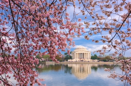 Hoa anh đào nở rộ ở Washington, D.C. – Biểu tượng của lịch sử đau thương và hy vọng