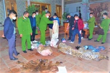 Thái Nguyên: Giết hổ nấu cao, nguyên chủ tịch phường bị phạt 36 tháng tù