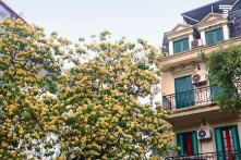 Cây hoa bún 300 tuổi ở Hà Nội nở bung hoa, rực vàng một góc trời