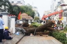 Vụ cây to bật gốc tại trường ở TP.HCM: 1 thai phụ bị rách thận, vỡ gan