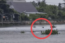 Phát trực tiếp cảnh tìm kiếm người nhảy cầu, thanh niên quay được cảnh nữ sinh đang nhảy cầu