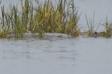 Rùa hồ Đồng Mô (Hà Nội) nặng 93kg bị chết