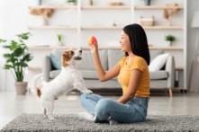 Trong mắt các nhà khoa học, giống chó nào thông minh nhất thế giới?