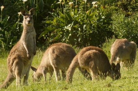 [VIDEO] Úc: Các nhà khoa học khuyến cáo diệt bớt kangaroo