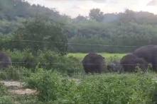 Đồng Nai: Xuất hiện đàn voi rừng 10 con tiến sát rẫy của dân để tìm thức ăn