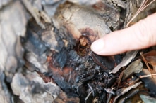 Lâm Đồng: Rừng thông 3 lá tiếp tục bị đầu độc