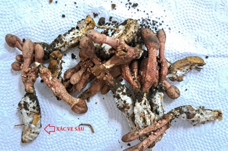 Ngộ độc do ăn nấm mọc trên xác ve sầu