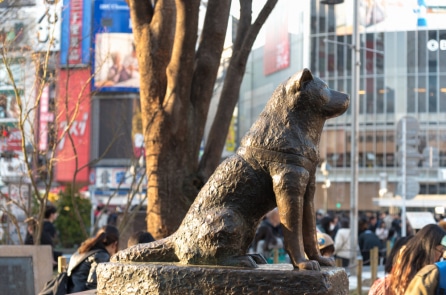 Chú chó Hachiko và câu chuyện một thập kỷ chờ đợi