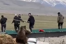 [VIDEO] Bị gấu nâu rượt đuổi, cảnh sát hoảng hốt chạy trốn