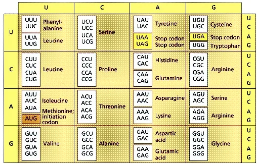 di truyền học sóng-ngôn ngữ