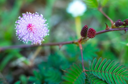 Câu chuyện trồng hoa Câu chuyện trồng hoa