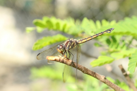 Chuồn chuồn có cánh thì bay – Để người ở lại đắng cay một mình