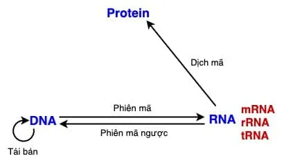 di truyền học sóng-ngôn ngữ