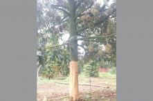 Đắk Lắk: Hàng chục cây sầu riêng bị đẽo gốc phá hoại khi sắp đến ngày thu hoạch