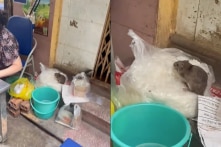 Hà Nội: Xác minh quán ăn trong clip ‘chuột bò trên túi bún’