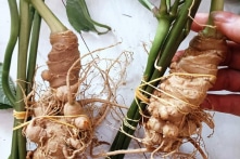 Kon Tum: Chi 13 tỷ đồng mua máy kiểm định sâm Ngọc Linh nhưng ‘ế’ khách