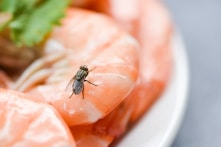 Chuyên gia chỉ bạn phương pháp đuổi ruồi tự nhiên và tiết kiệm